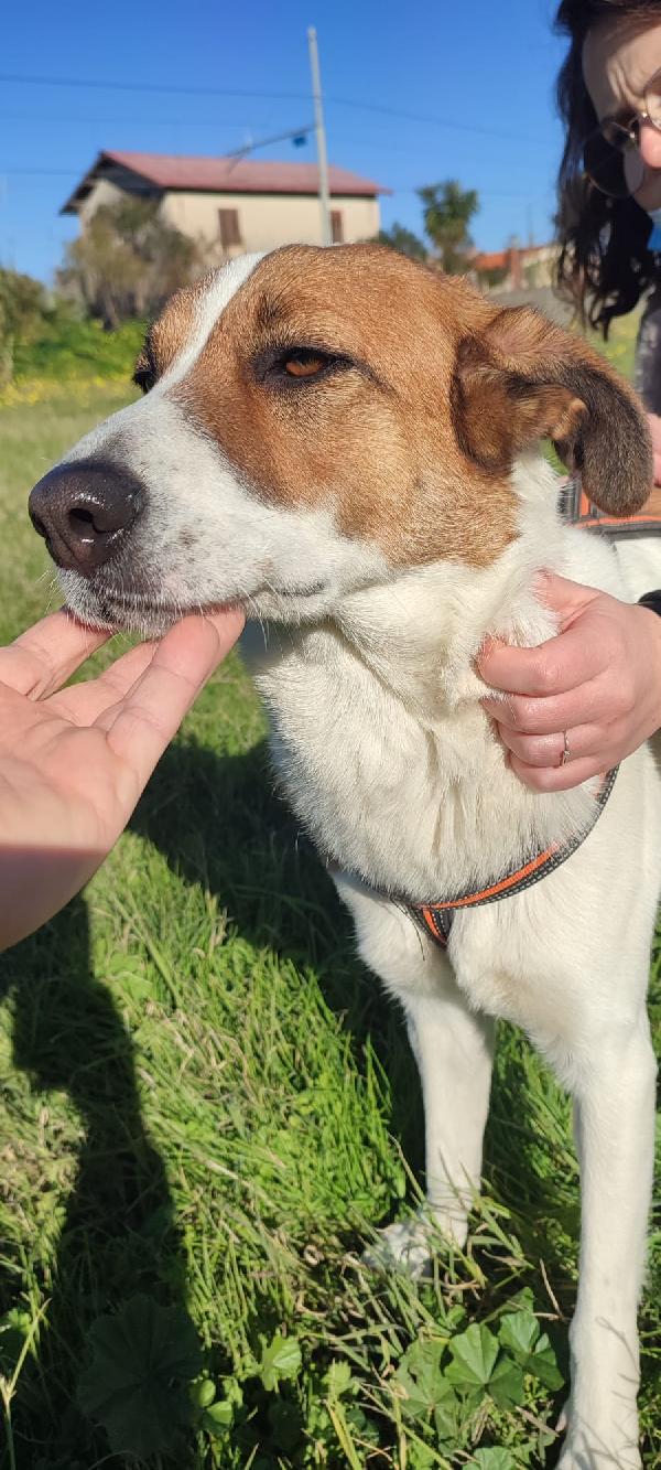 Luna Giovane Cagnolina Taglia Media